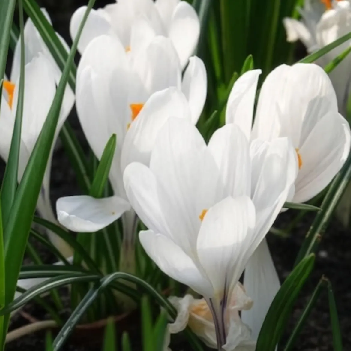 15 Crocus Jeanne d'Arc - Le blanc pur du printemps