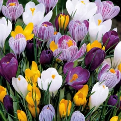 Crocus Mammouth en mélange - Le printemps en avance