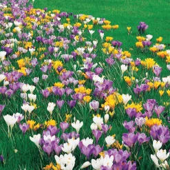Crocus Mammouth en mélange - Le printemps en avance