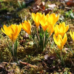 15 Crocus Mammouth jaune - Le jaune qui réveille l'hiver