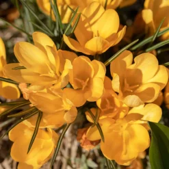 15 Crocus Mammouth jaune - Le jaune qui réveille l'hiver