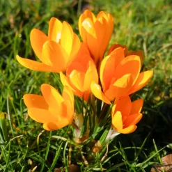 15 Crocus Mammouth jaune - Le jaune qui réveille l'hiver