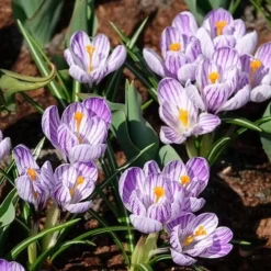 15 Crocus Pick Wick - La couleur avant tout le monde