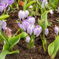 15 Crocus Pick Wick - La couleur avant tout le monde