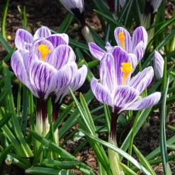15 Crocus Pick Wick - La couleur avant tout le monde