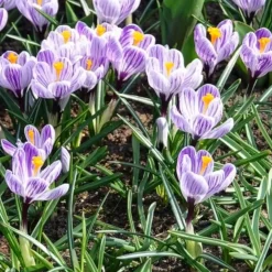 15 Crocus Pick Wick - La couleur avant tout le monde