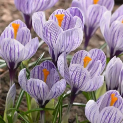 15 Crocus Pick Wick - La couleur avant tout le monde