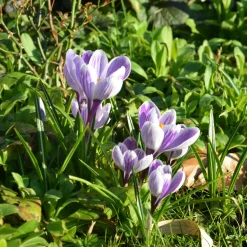 15 Crocus Pick Wick - La couleur avant tout le monde