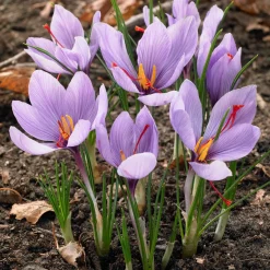 10 Crocus safran - Votre safran maison