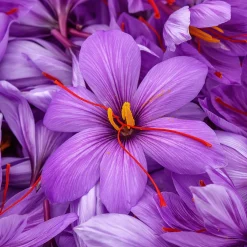 10 Crocus safran - Votre safran maison
