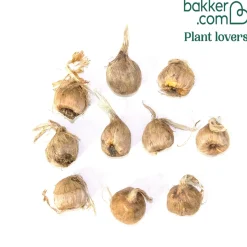 10 Crocus safran - Votre safran maison