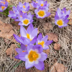 10 Crocus sublime Tricolor - Les 1res fleurs du jardin