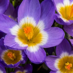 10 Crocus sublime Tricolor - Les 1res fleurs du jardin