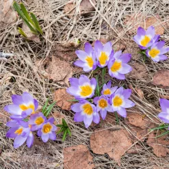 10 Crocus sublime Tricolor - Les 1res fleurs du jardin