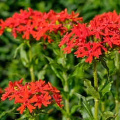 Croix de Jérusalem - Massifs rouge éclatant