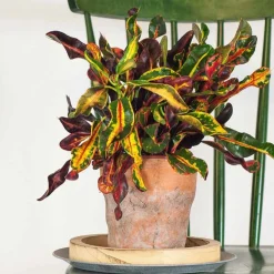 Croton Codiaeum 'Mammi' - Un feuillage qui flamboie
