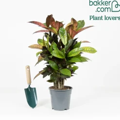 Croton 'Mrs Iceton' - Un feuillage qui change de couleur