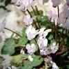 Cyclamen coum blanc - Il fleurit quand tout dort