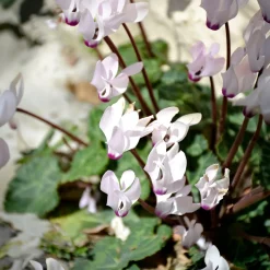 Cyclamen coum blanc - Il fleurit quand tout dort