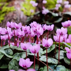 Cyclamen coum Rose - Des fleurs en plein hiver