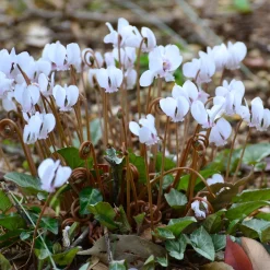 Cyclamen de Naples blanc - Fleurit quand tout se fane