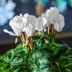 3 Cyclamens blancs - Fleurissez tout l'hiver