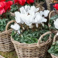 3 Cyclamens blancs - Fleurissez tout l'hiver