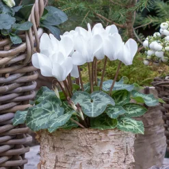 3 Cyclamens blancs - Fleurissez tout l'hiver