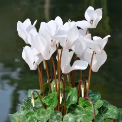 3 Cyclamens blancs - Fleurissez tout l'hiver
