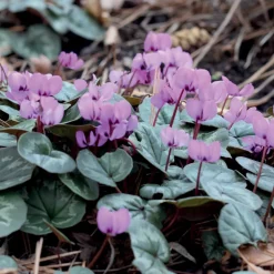3 Cyclamens de l'île de Cos roses - Des fleurs en plein hiver