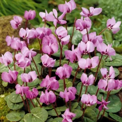 3 Cyclamens de l'île de Cos roses - Des fleurs en plein hiver