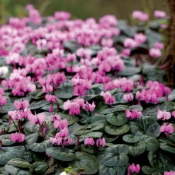 3 Cyclamens de l'île de Cos roses - Des fleurs en plein hiver