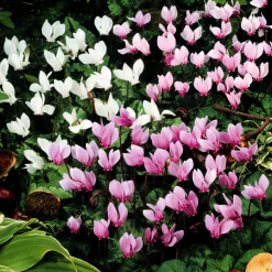 5 Cyclamens de Naples en mélange - Le tapis fleuri de l'automne