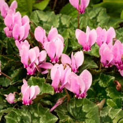 3 Cyclamens de Naples rose - La couleur quand tout fane