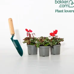 3 Cyclamens rouges - Du rouge quand tout est gris