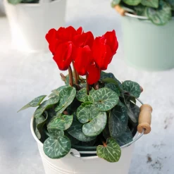 3 Cyclamens rouges - Du rouge quand tout est gris
