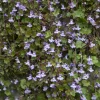 Cymbalaires des murs - Ruine de Rome - Fleurit même sur la pierre