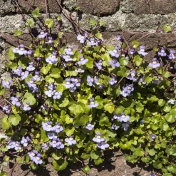 Cymbalaires des murs - Ruine de Rome - Fleurit même sur la pierre