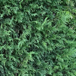 Cyprès de Leyland - Une haie dense en un rien de temps