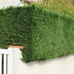 Cyprès de Leyland - Une haie dense en un rien de temps