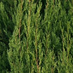 Cyprès d'Italie Stricta - L'esprit du Sud chez vous