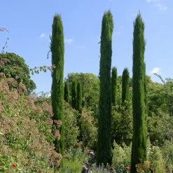 Cyprès d'Italie Stricta - L'esprit du Sud chez vous