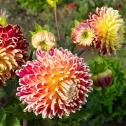 Dahlia Akita - Fleurs géantes tout l'été