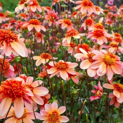 Dahlia anémone Totally Tangerine - Un abricot vif tout l'été