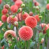 Dahlia ball Cornel Bronze - Des boules parfaites tout l'été