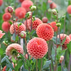 Dahlia ball Cornel Bronze - Des boules parfaites tout l'été