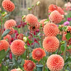 Dahlia ball Cornel Bronze - Des boules parfaites tout l'été