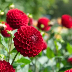 Dahlia Ball Cornel - Des pompons rouges tout l'été