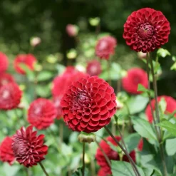 Dahlia Ball Cornel - Des pompons rouges tout l'été