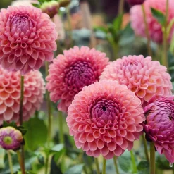 Dahlia ball Jowey Winnie - Des pompons parfaits tout l'été